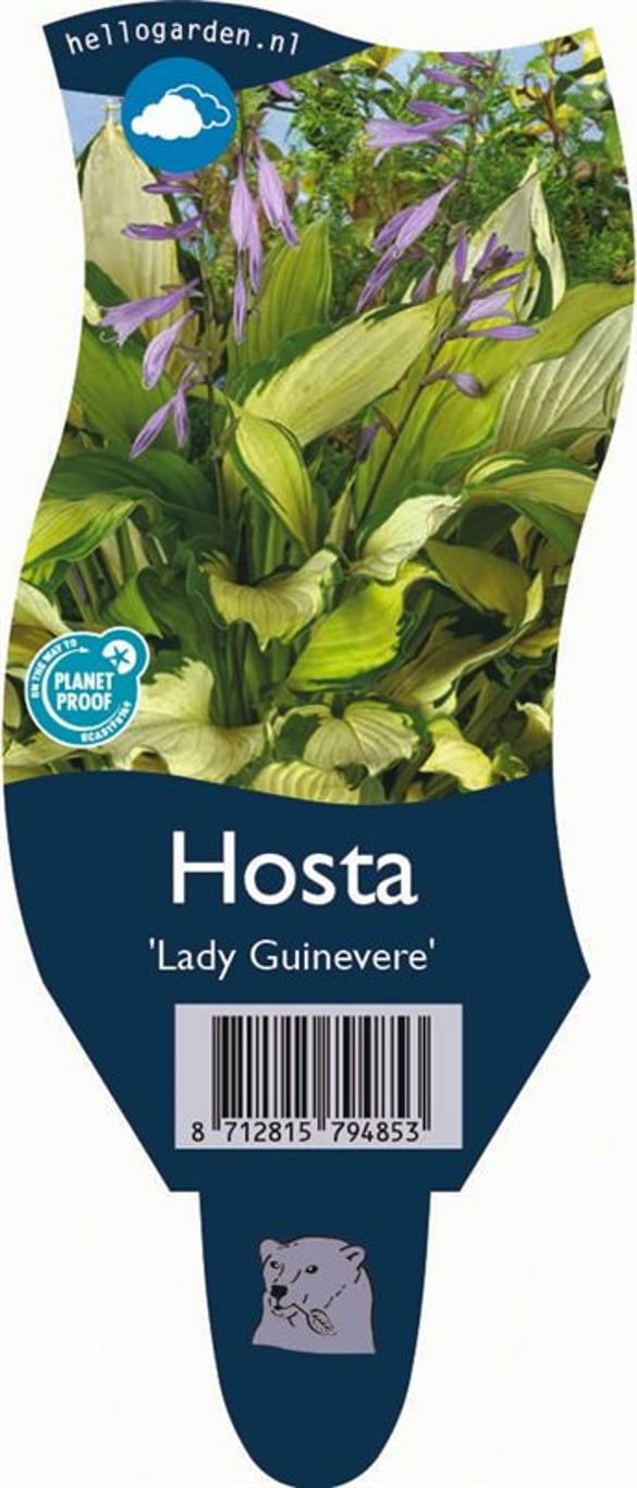 Hosta 'Lady Guinevere' - P11